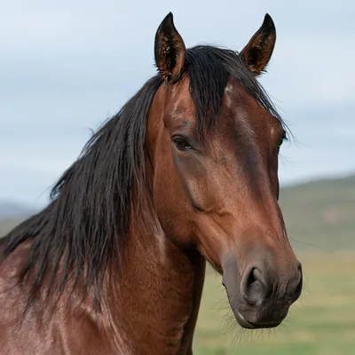 Equinos